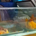 Hay poca oferta de pollo en mercados de La Paz debido a los bloqueos