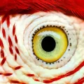 Ojo de una guacamaya roja y verde, sin vasos sanguíneos visibles.