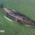 Una ballena jorobada rescatada tras varar en Alemania fue hallada muerta cerca de una isla danesa.