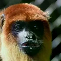 Alimentación de los animales silvestres se encuentra en riesgo por los bloqueos