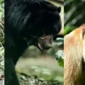 Fotografía de los animales en el albergue Senda Verde