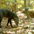 El perro de orejas cortas habita en la Amazonía y prefiere los bosques intactos.