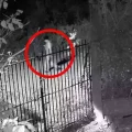 Momento en el que la víctima camina por la calle luego de que le dispararan