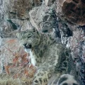 Un leopardo de las nieves (Panthera uncia) captado por una cámara trampa de la Fundación Ilbirs.
