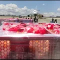 Transporte de alimentos por bloqueos. Avión Hércules de la Fuerza Aérea Argentina para apoyo humanitario en Bolivia.