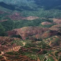 Deforestación para una plantación de palma aceitera en Sumatra.