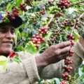 Productor de café.