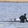 La ballena quedó varada en aguas poco profundas frente a la isla alemana de Poel a principios de mes.
