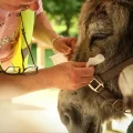 Una paciente con trastornos de salud mental limpia los ojos de un burro durante una sesión de terapia con animales en París,