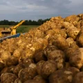 Europa se saturó de papas.