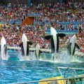 Orcas en un espectáculo en Loro Parque, Tenerife.