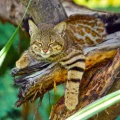 Imagen de cámara trampa de un gato pampero en los manglares de San Pedro de Vice.