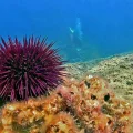 Erizos de mar morados en el lecho marino del Área Marina Protegida Gaiola.