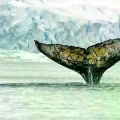 Krill (Euphausia superba) mantiene la cadena alimentaria marina en la Antártida.